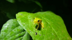 Hyla suweonensis