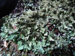 Parmelia serrana