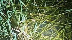 Pelophylax chosenicus