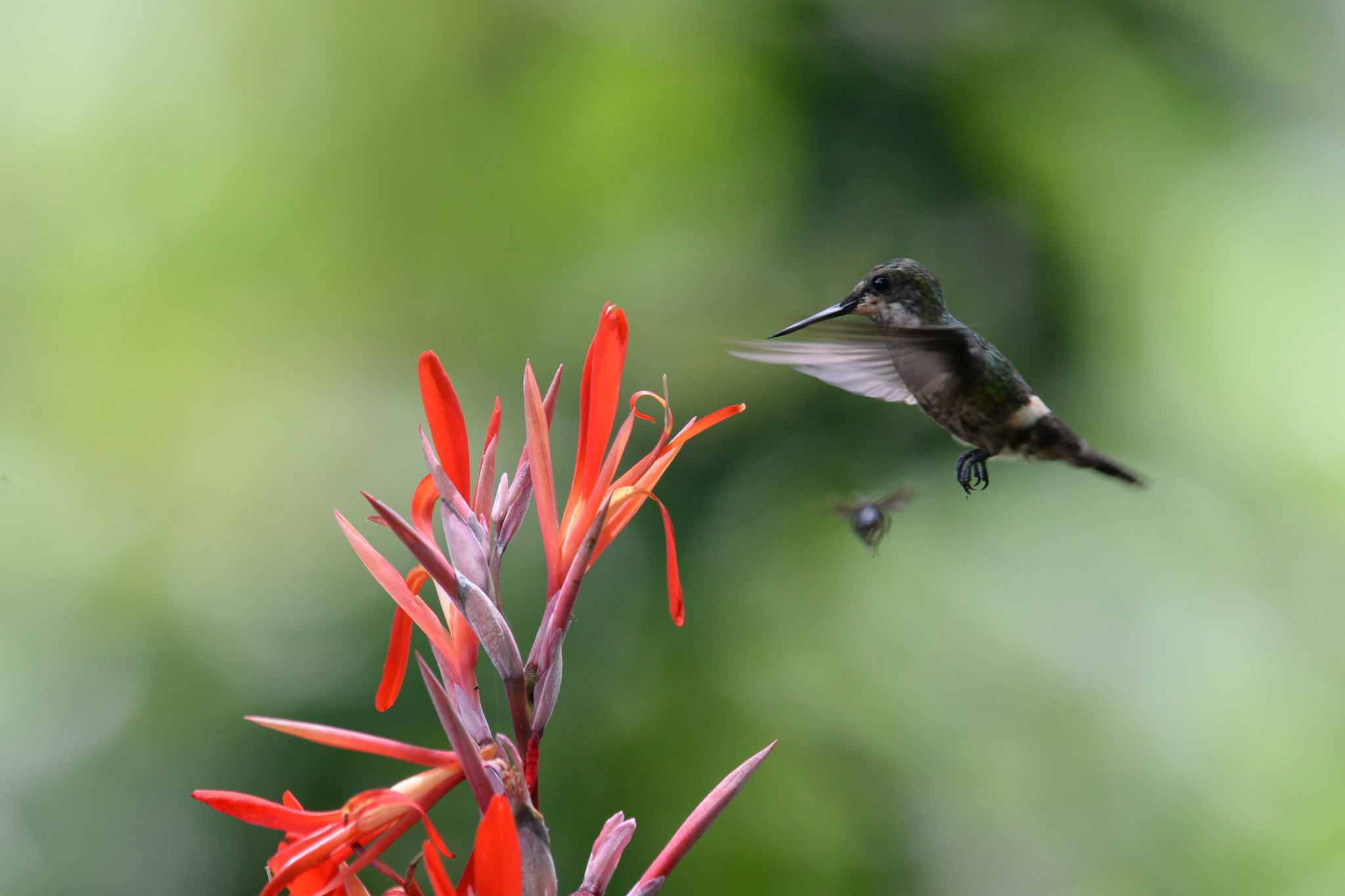 Butterfly Coquette (Lophornis verreauxii), photo 1
