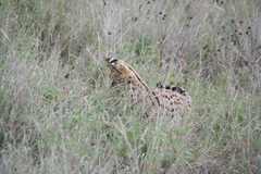 Leptailurus serval