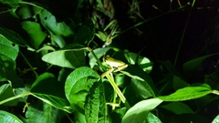 Hyla suweonensis