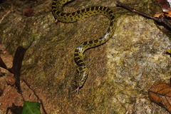 Lycodon meridionalis