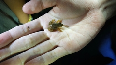 Pelophylax chosenicus