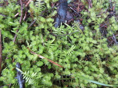 Ptychomnion aciculare