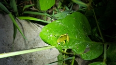 Hyla suweonensis