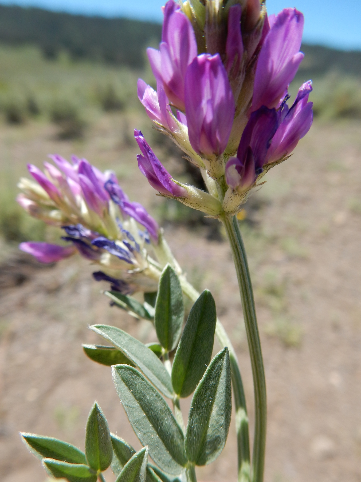 Astragalus laxmannii var. robustior