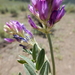 Astragalus laxmannii robustior - Photo (c) Matt Lavin, μερικά δικαιώματα διατηρούνται (CC BY-SA)