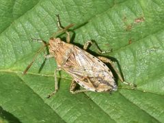 Stictopleurus abutilon