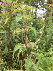 Urtica dioica