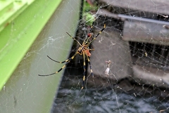 Trichonephila clavata