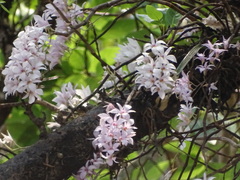 Dendrobium barbatulum