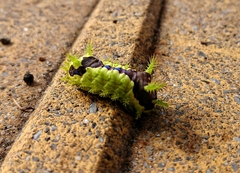 Monema flavescens