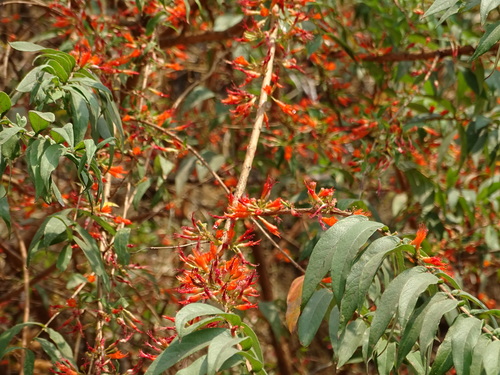 Fire-flame bush