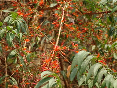 Woodfordia fruticosa