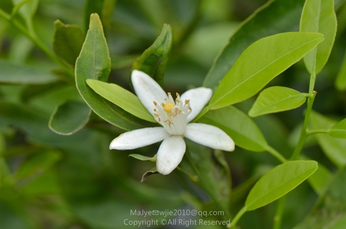 Citrus reticulata
