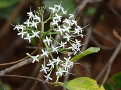 Ixoroideae