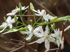 Wrightia tinctoria