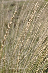 Thinopyrum elongatum