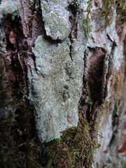 Pertusaria coccodes