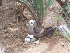 Sula leucogaster brewsteri