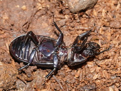 Mastachilus australasicus