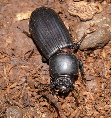 Mastachilus australasicus