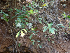 Ixoroideae