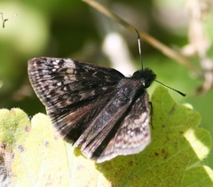 Erynnis lucilius