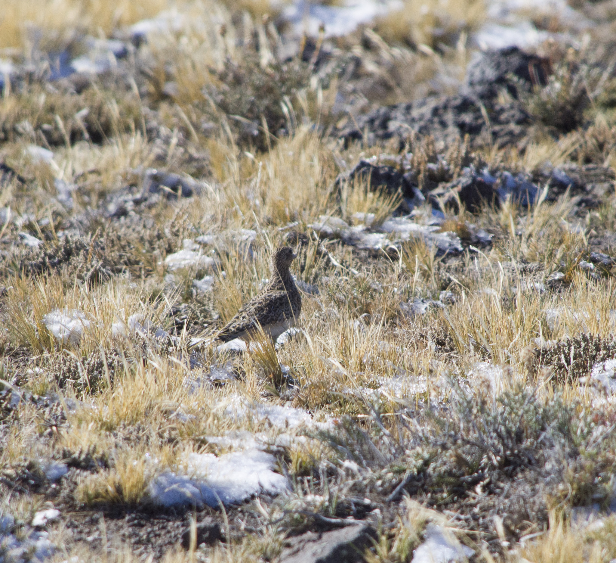 Rufous-bellied Seedsnipe (Attagis gayi), photo 7