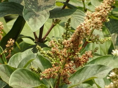 Terminalia paniculata