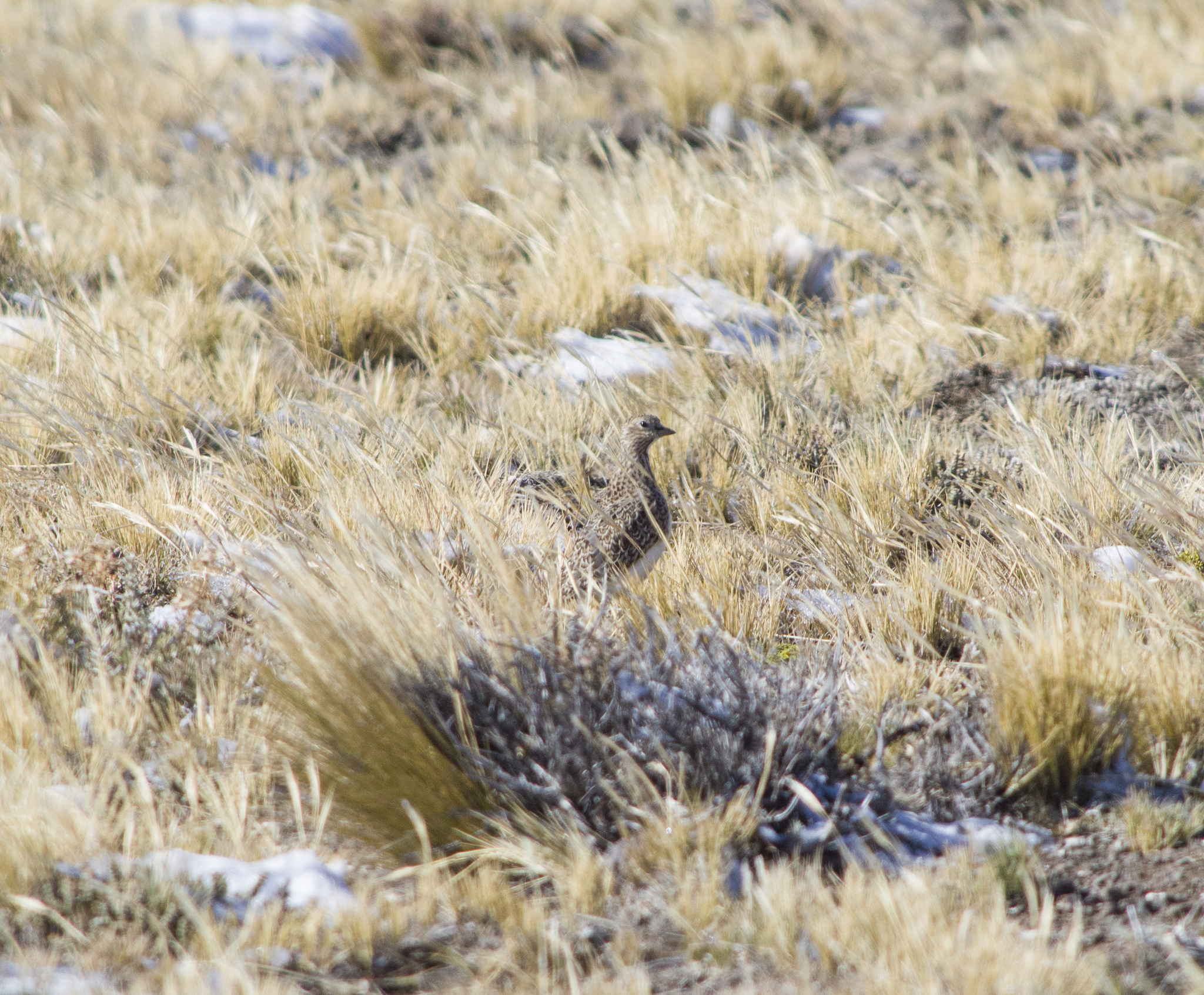 Rufous-bellied Seedsnipe (Attagis gayi), photo 5
