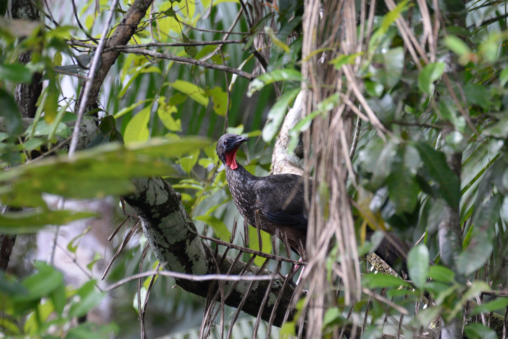 Spix's Guan (Penelope jacquacu), photo 2