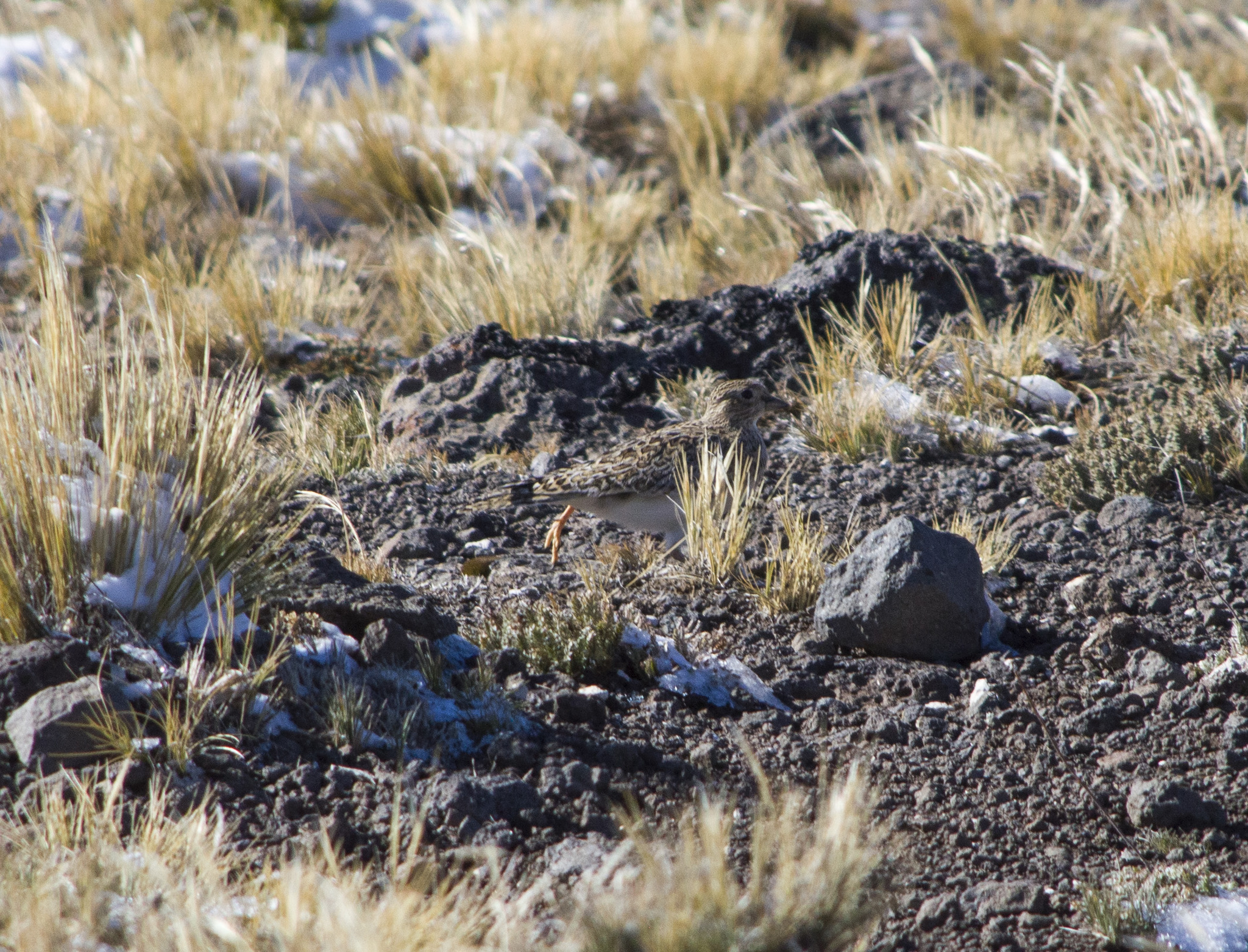 Rufous-bellied Seedsnipe (Attagis gayi), photo 6