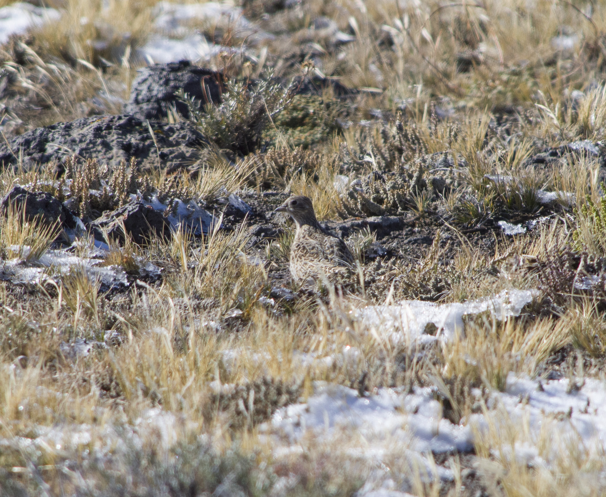 Rufous-bellied Seedsnipe (Attagis gayi), photo 8