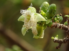 Careya arborea