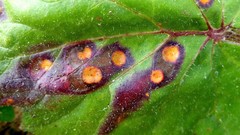 Puccinia poarum