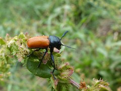 Labidostomis
