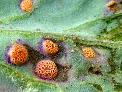 Puccinia poarum