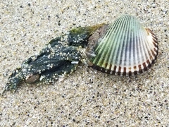 サルボウガイ