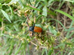 Labidostomis