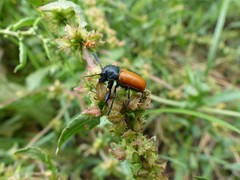 Labidostomis