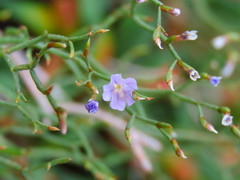Limonium ilvae
