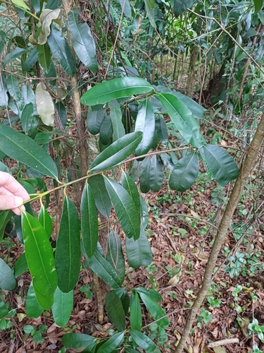 Image of Calophyllum brasiliense by (c) JG, some rights reserved (CC BY)