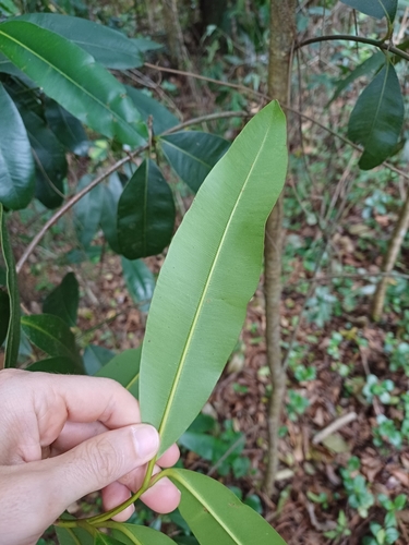 Image of Calophyllum brasiliense by (c) JG, some rights reserved (CC BY)