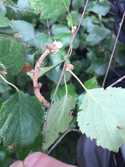 Acalitus calycophthirus