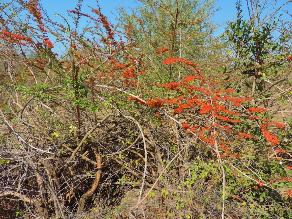 Combretum microphyllum (Combretum microphyllum)