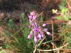 Allium carinatum pulchellum