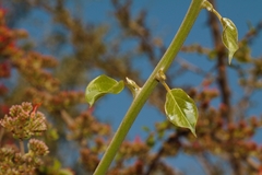 Combretum microphyllum image