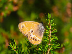 Coenonympha corinna